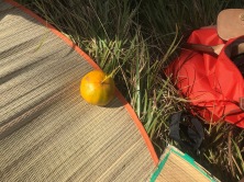 an orange. the last part of ourpicnic